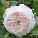 The Albrighton Rambler