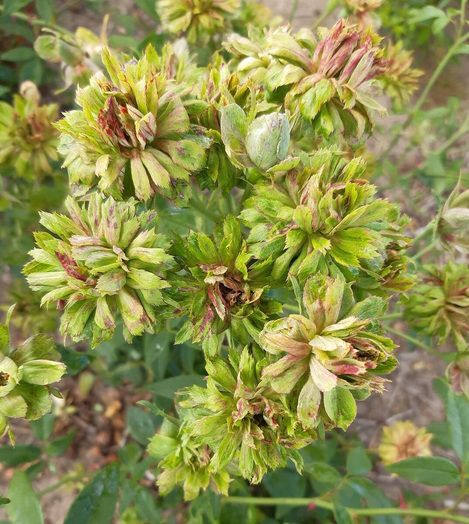 R. chinensis viridiflora