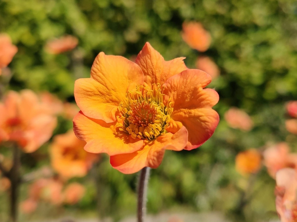 Geum hybride 'Totally Tangerine' Close-up