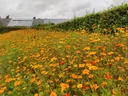 Tagetes (150g/10m²)