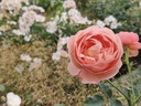 Park Abbey Rose