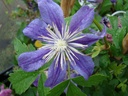 Clematis diversifolia 'Arabella'