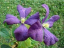 Clematis viticella 'Etoile Violette'