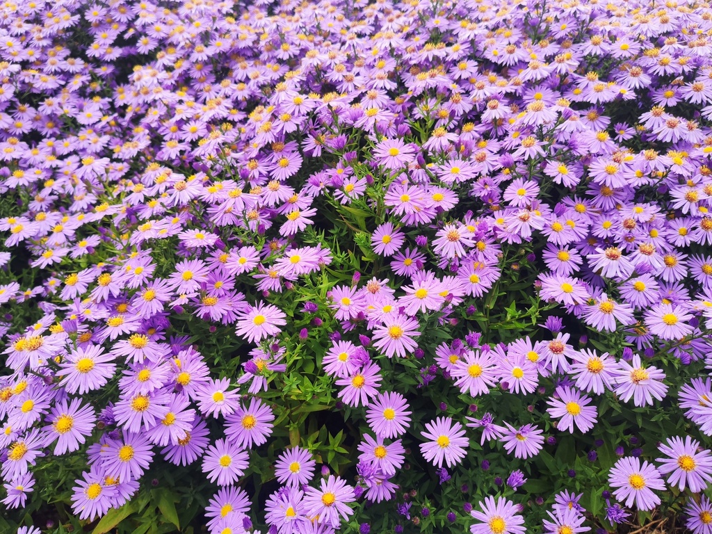 Aster dumosus 'Prof. Anton Kippenberg'