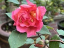Comtesse du Cayla