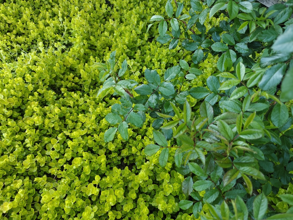Lysimachia nummularia 'Aurea'