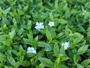 Vinca minor 'Alba'