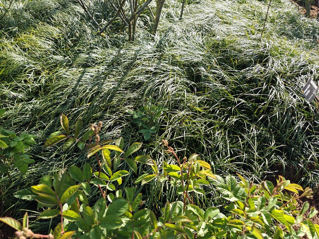 Ophiopogon wallichianus