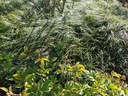 Ophiopogon wallichianus