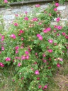 R. gallica splendens