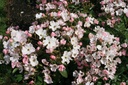 Diamant Rose