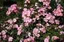 Schengen Rose