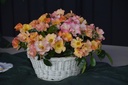 ARose4All