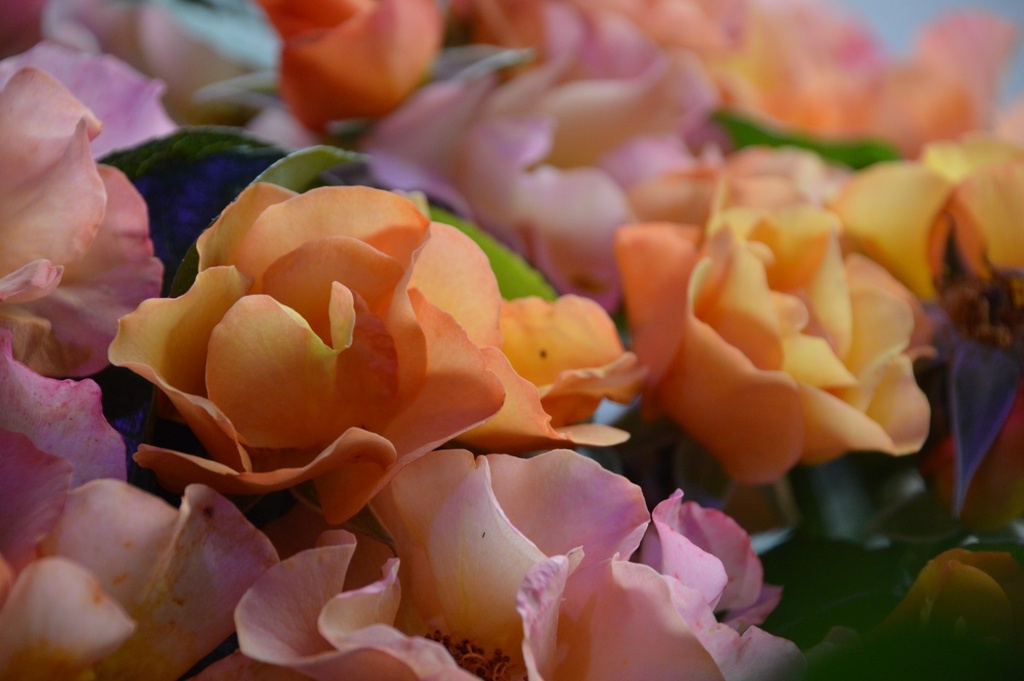 ARose4All