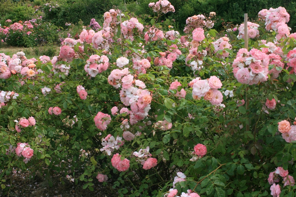 Godelieve parmi les roses