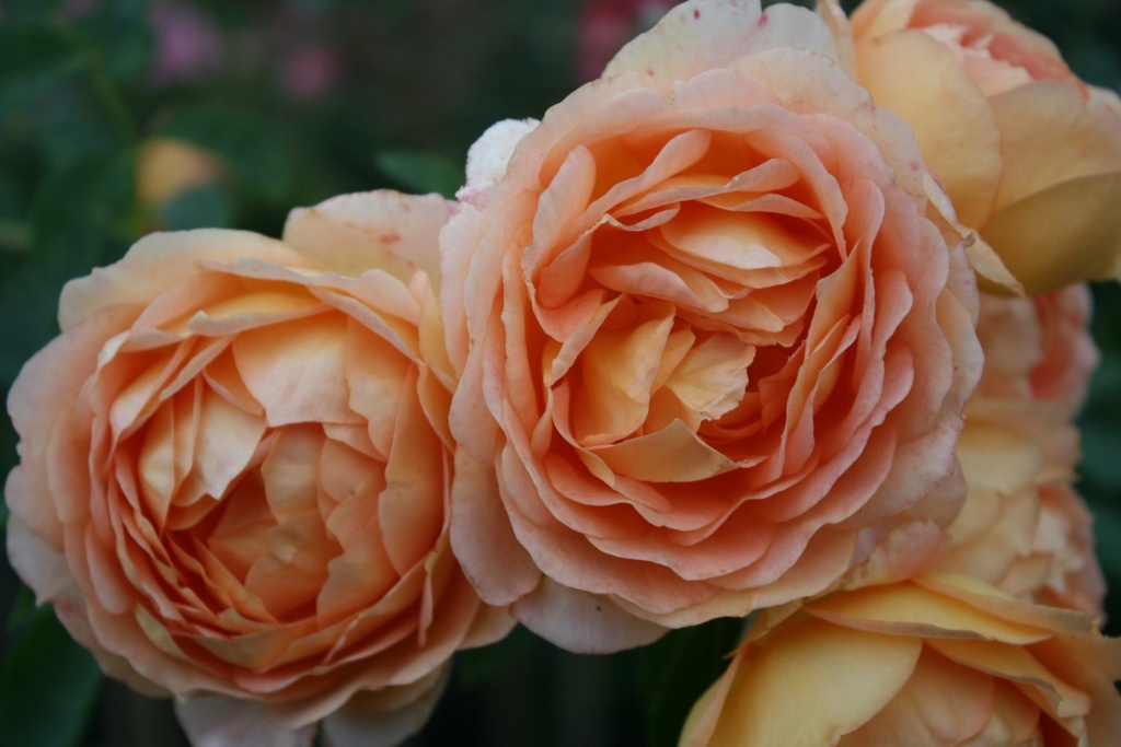 Lady of Shalott