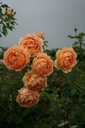Lady of Shalott