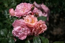 Godelieve parmi les roses