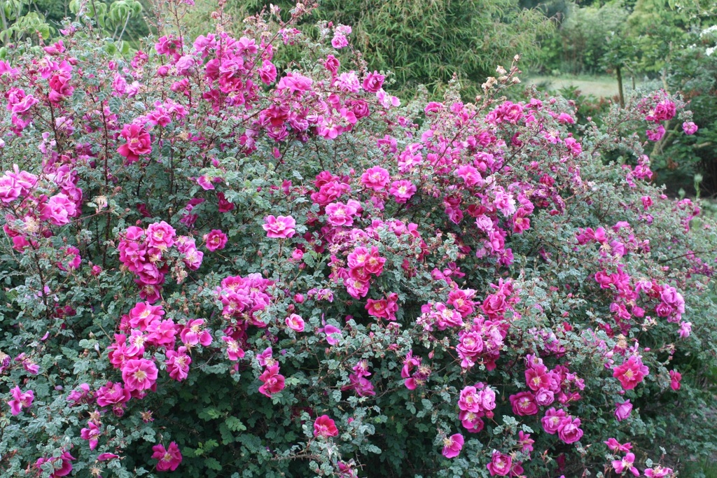 R. pimpinellifolia 'William III'
