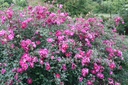 R. pimpinellifolia 'William III'