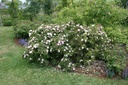R. pimpinellifolia 'Mon Amie Claire'