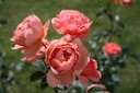 Park Abbey Rose
