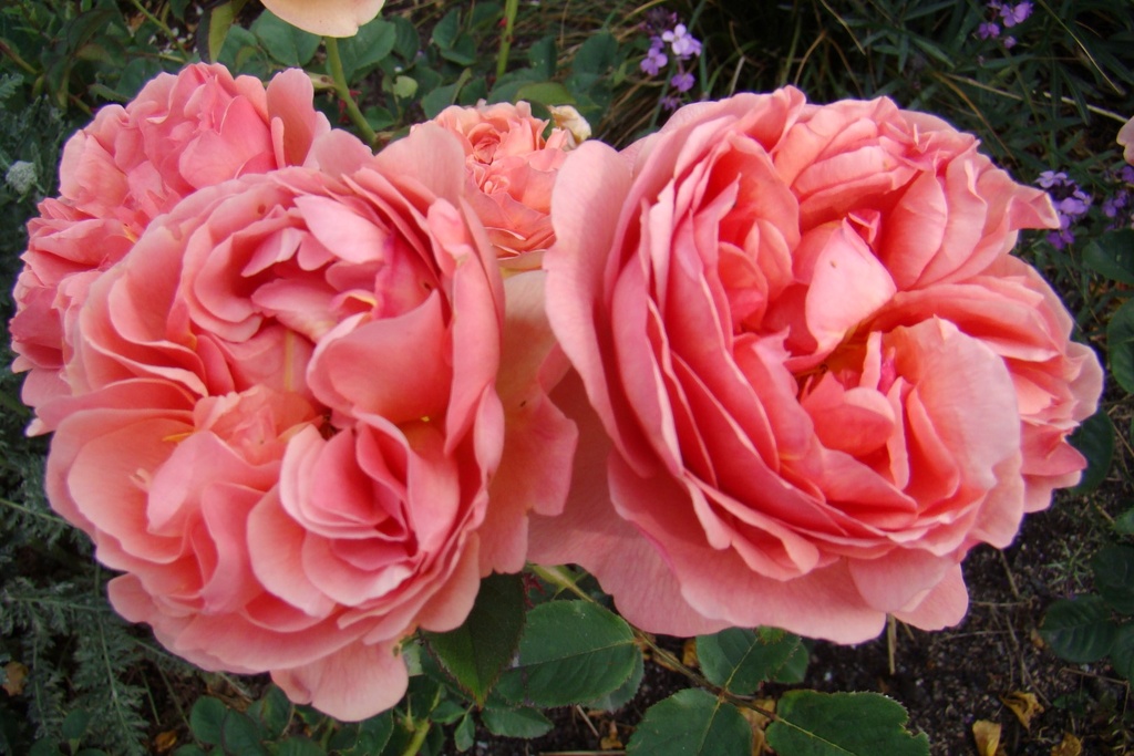 Park Abbey Rose