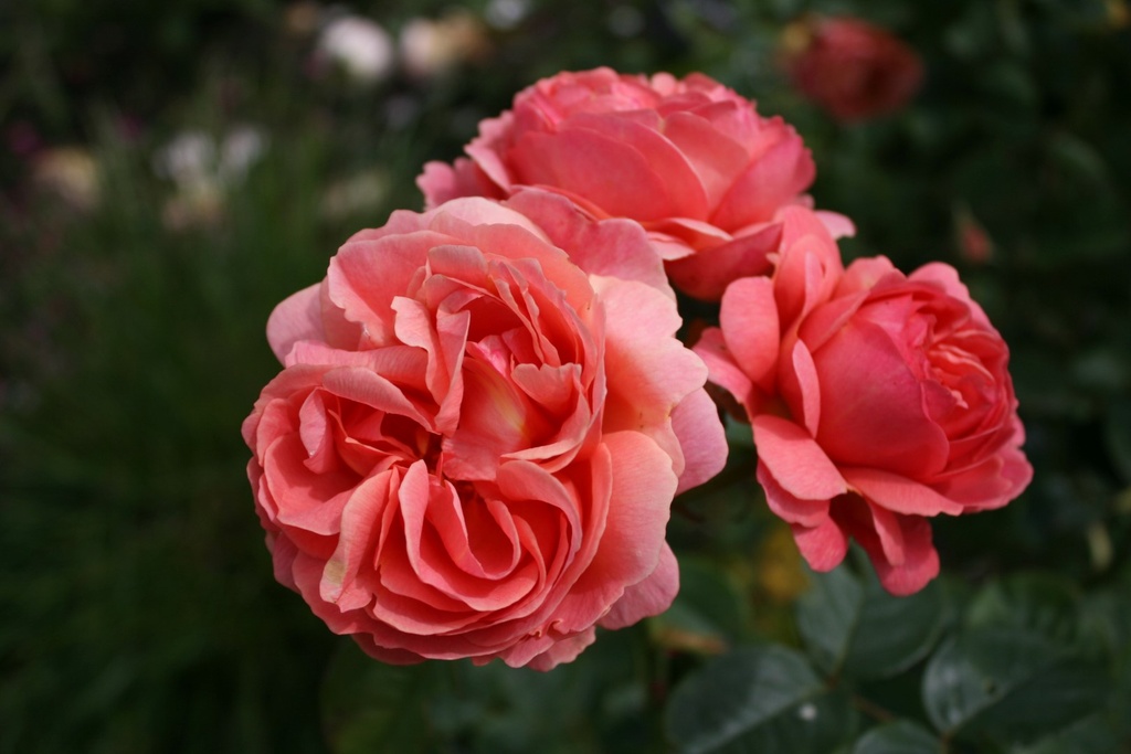 Park Abbey Rose