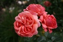 Park Abbey Rose