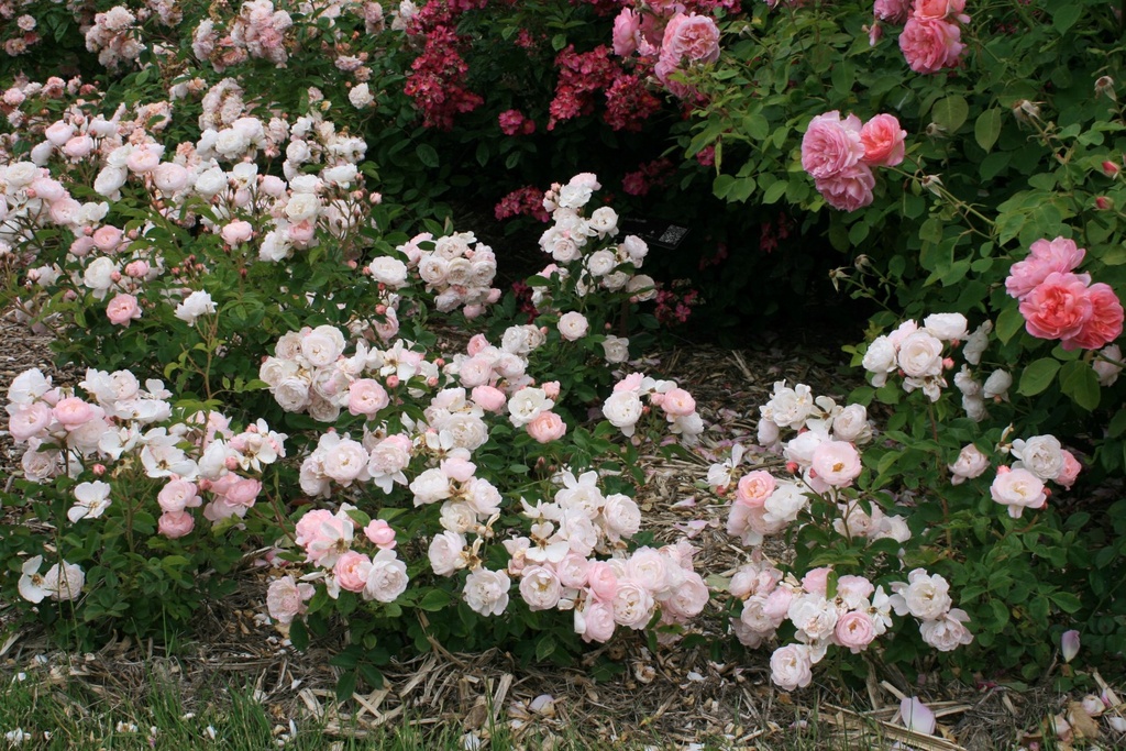 Rose de la Petite Chabotte