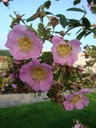 R. davidii