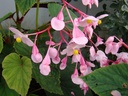 Begonia grandis