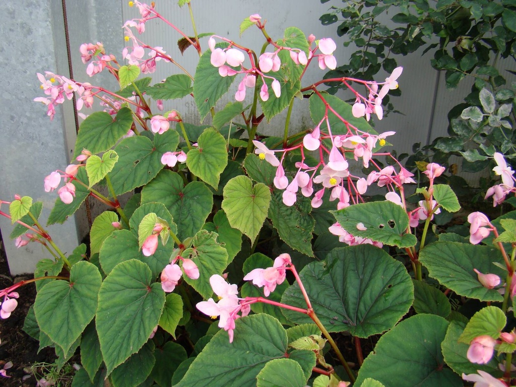 Begonia grandis