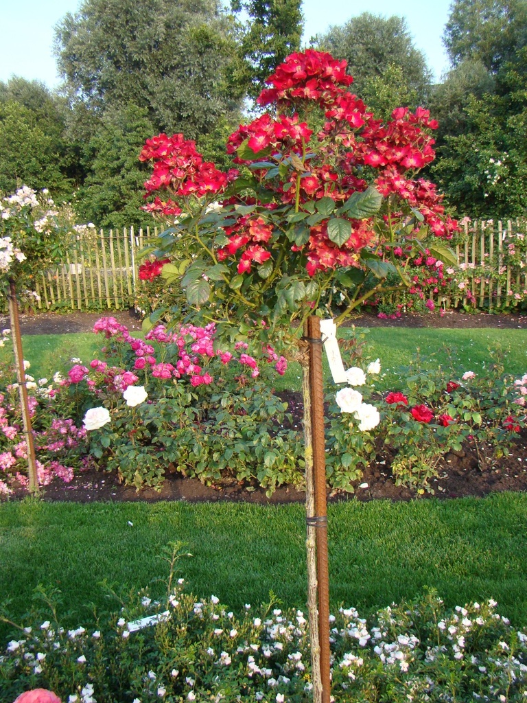 Poppy Rose