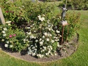 R. pimpinellifolia 'Paula Vapelle'