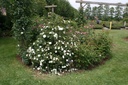 R. pimpinellifolia 'Paula Vapelle'