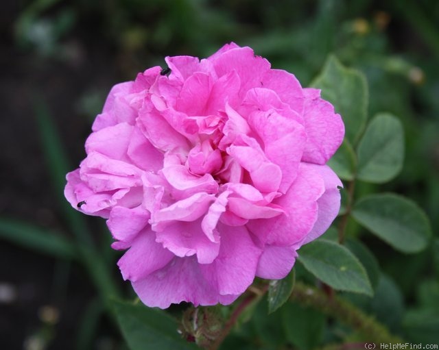 R. muscosa japonica