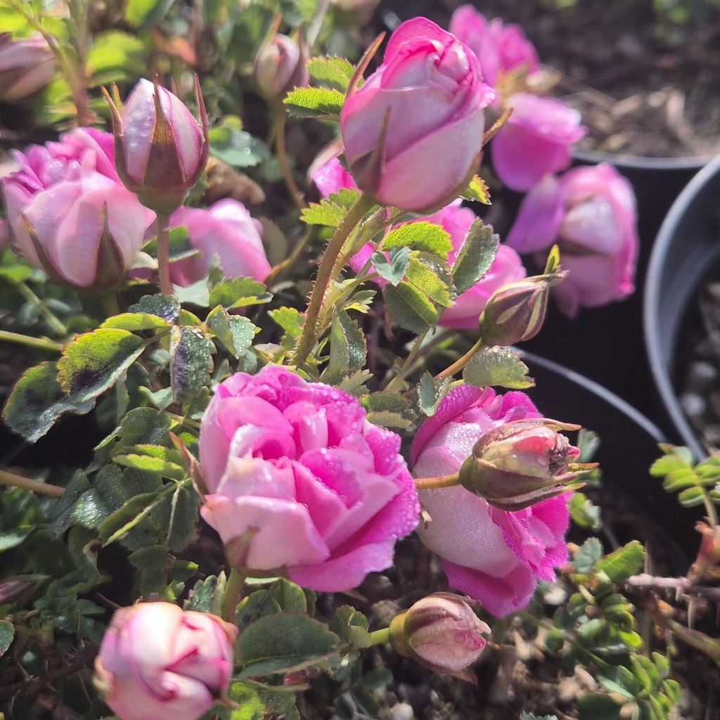 R. pimpinellifolia 'Marbled Pink'