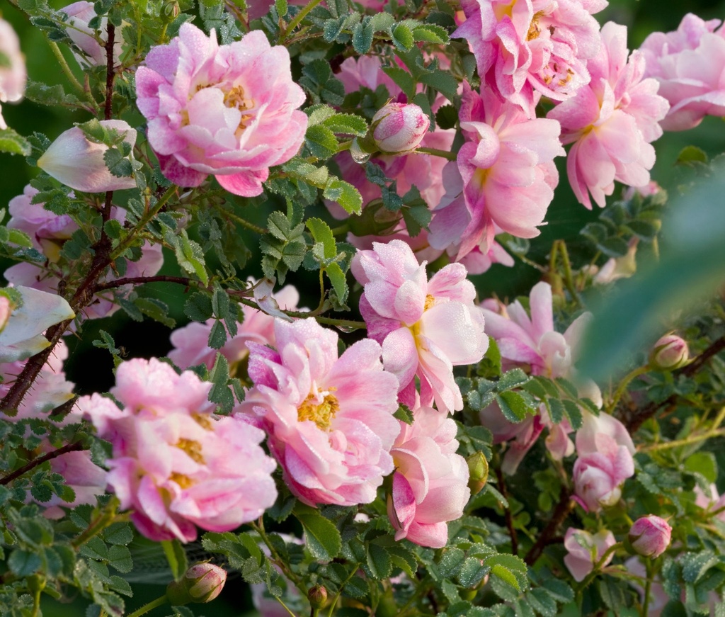 R. pimpinellifolia 'Marbled Pink'