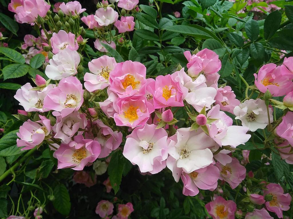 Apple Blossom