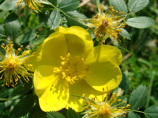 R. foetida