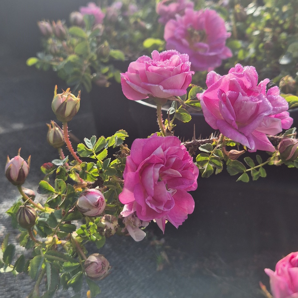 R. pimpinellifolia 'Marbled Pink'