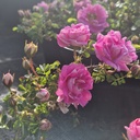 R. pimpinellifolia 'Marbled Pink'