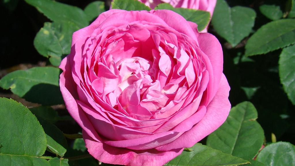 Comtesse Cécile de Chabrillant
