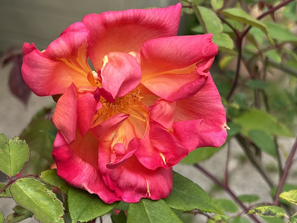 Comtesse du Cayla