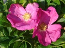 Scabrosa