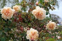 Rêve d'Or