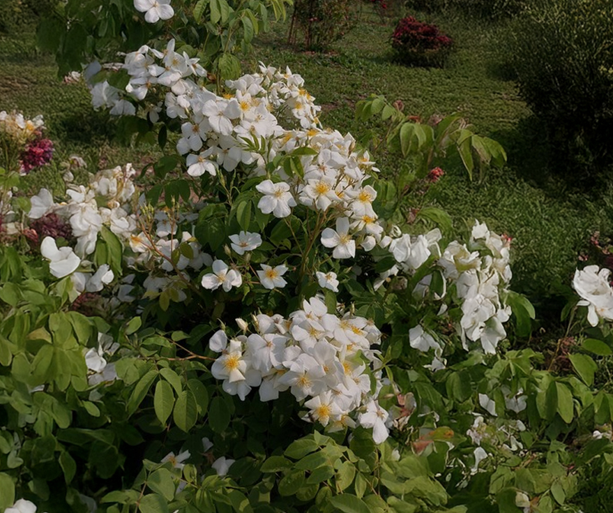 R. moschata