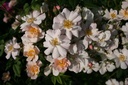 The Garland