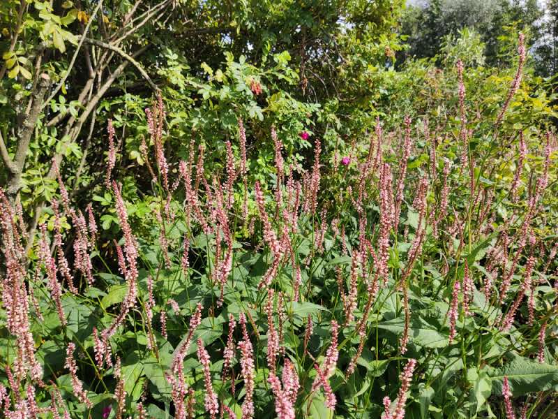 Persicaria amplexicaulis 'Pink Elephant' AGM